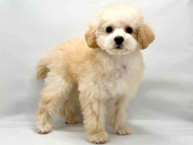 奈良県のトイプードル(トイ) (ひごペットフレンドリーイオンモール橿原ウエスト・ビレッジ店/2025年7月4日生まれ/男の子/クリーム)の子犬の2枚目の画像