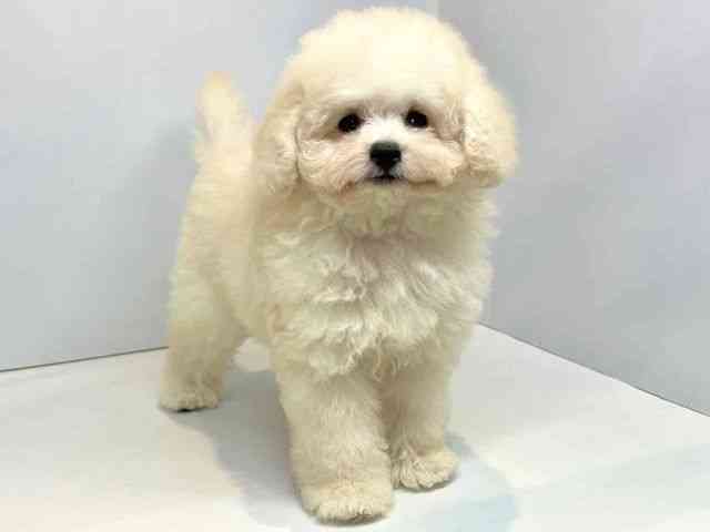 大阪府のチワプー/プーチー(チワワ×プードル) (ひごペットフレンドリーセブンパーク天美店/2025年7月5日生まれ/男の子/ホワイト)の子犬の2枚目の画像