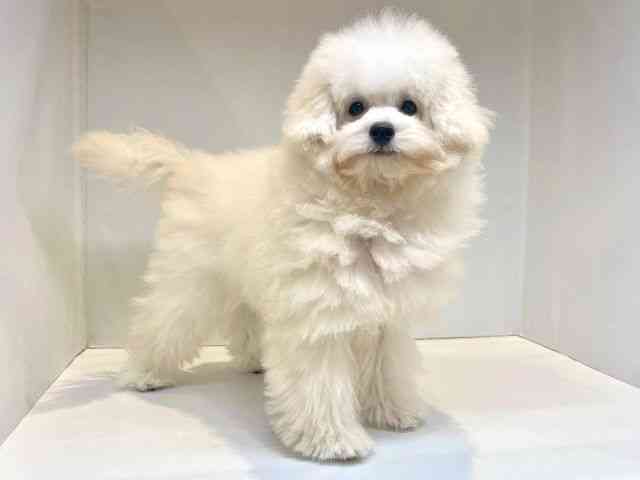 大阪府のチワプー/プーチー(チワワ×プードル) (ひごペットフレンドリーセブンパーク天美店/2025年7月5日生まれ/男の子/ホワイト)の子犬の2枚目の画像