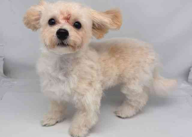 鳥取県のビションプー(ビションフリーゼ×プードル) (ひごペットフレンドリーイオンモール鳥取北店/2025年7月6日生まれ/女の子/クリーム)の子犬の2枚目の画像