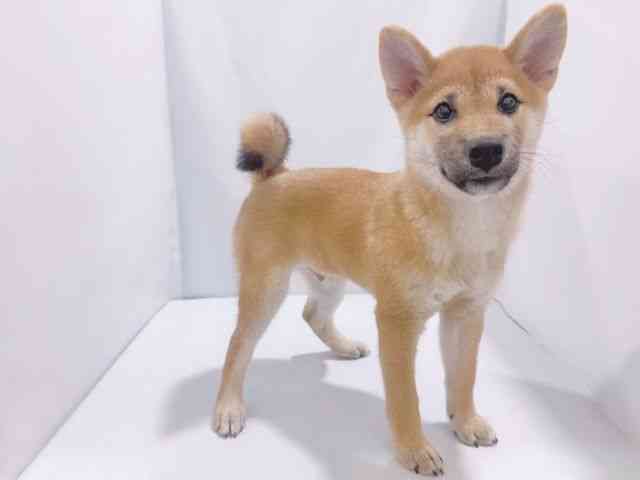 大阪府の柴犬(標準サイズ) (ひごペットフレンドリーイズミヤショッピングセンター千里丘店/2025年7月7日生まれ/男の子/赤)の子犬の2枚目の画像