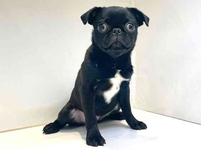 大阪府のパグ (ひごペットフレンドリーセブンパーク天美店/2025年6月23日生まれ/女の子/ブラック)の子犬の2枚目の画像