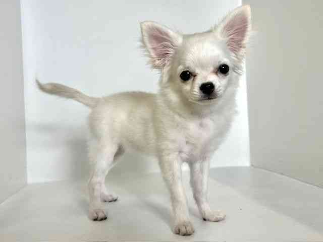 大阪府のチワワ(ロング) (ひごペットフレンドリーアクロスプラザ住之江店/2025年7月8日生まれ/女の子/ホワイト)の子犬の2枚目の画像