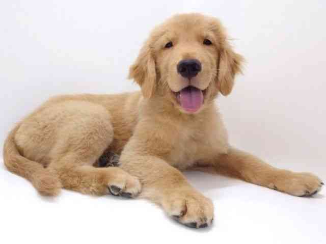 大阪府のゴールデンレトリバー (ひごペットフレンドリーいこらもーる泉佐野店/2025年7月7日生まれ/男の子/ゴールデン)の子犬の2枚目の画像