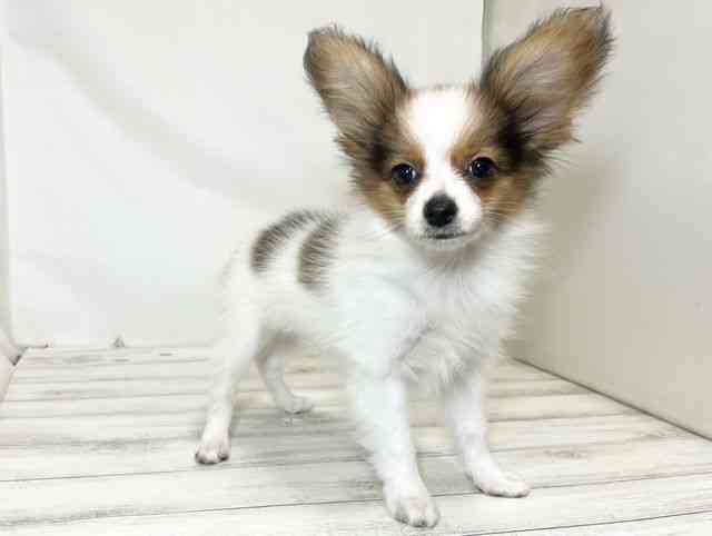 和歌山県のパピヨン (ひごペットフレンドリーパームシティ和歌山店/2025年7月7日生まれ/男の子/ホワイトブラウン)の子犬の2枚目の画像