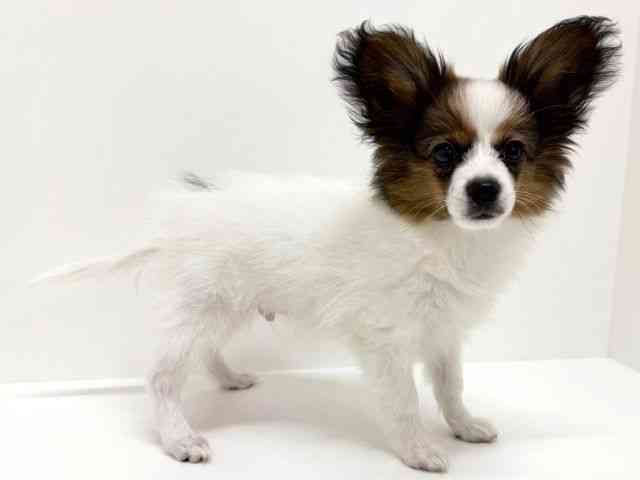 大阪府のパピヨン (ひごペットフレンドリーくずはモール店/2025年7月7日生まれ/男の子/ホワイトブラウン)の子犬の2枚目の画像