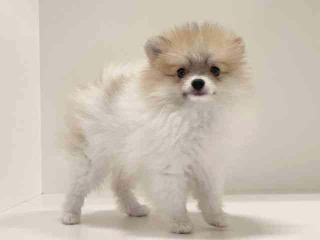 兵庫県のポメラニアン (ひごペットフレンドリーイトーヨーカドー明石店/2025年6月30日生まれ/男の子/パーティーカラー)の子犬の2枚目の画像