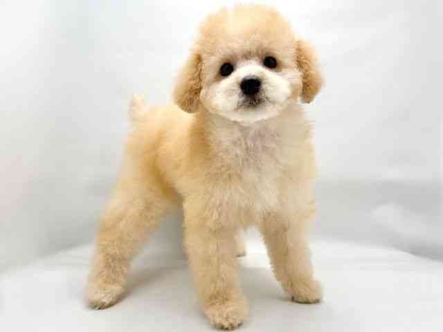 大阪府のトイプードル(トイ) (ひごペットフレンドリー東淀川店/2025年7月6日生まれ/女の子/アプリコット)の子犬の2枚目の画像