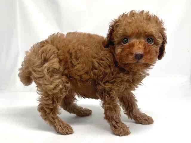 京都府のトイプードル(トイ) (ひごペットフレンドリー洛北阪急スクエア店/2025年7月6日生まれ/男の子/レッドフォーン)の子犬の2枚目の画像