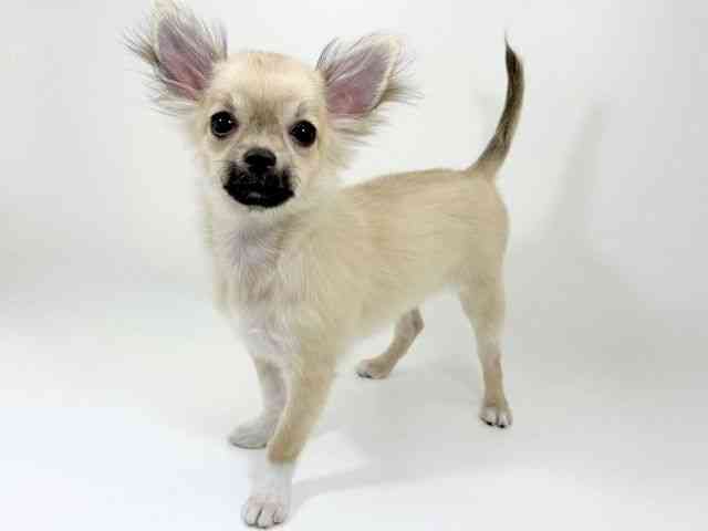 京都府のチワワ(ロング) (ひごペットフレンドリーイズミヤショッピングセンター八幡店/2025年7月8日生まれ/男の子/フォーン)の子犬の2枚目の画像