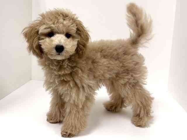 愛知県のマルプー(マルチーズ×プードル) (ひごペットフレンドリーイトーヨーカドー知多店/2025年7月9日生まれ/男の子/アプリコット)の子犬の2枚目の画像