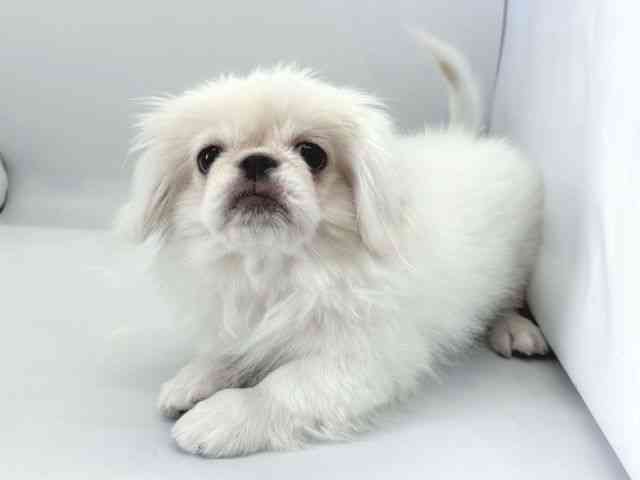 京都府のペキニーズ (ひごペットフレンドリー京都店/2025年7月8日生まれ/男の子/ホワイト)の子犬の2枚目の画像