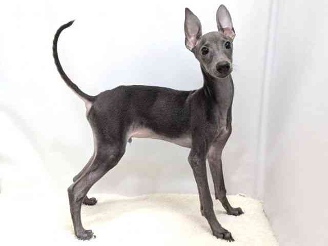 広島県のイタリアングレーハウンド (ひごペットフレンドリーゆめタウン廿日市店/2025年7月5日生まれ/男の子/ブルー)の子犬の2枚目の画像