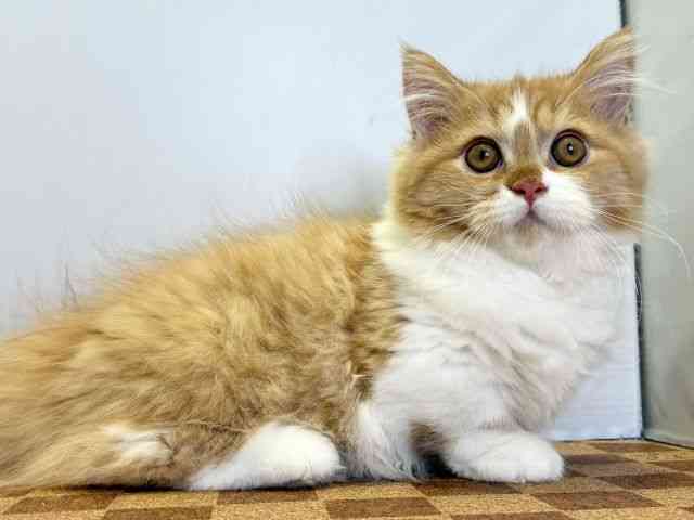 愛媛県のマンチカン (ひごペットフレンドリーエミフルMASAKI店/2025年7月10日生まれ/女の子/レッドタビーホワイト)の子猫の2枚目の画像