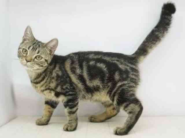 福岡県のアメリカンショートヘアー (ひごペットフレンドリーゆめタウン筑紫野店/2025年7月11日生まれ/女の子/ブラウンタビー)の子猫の2枚目の画像