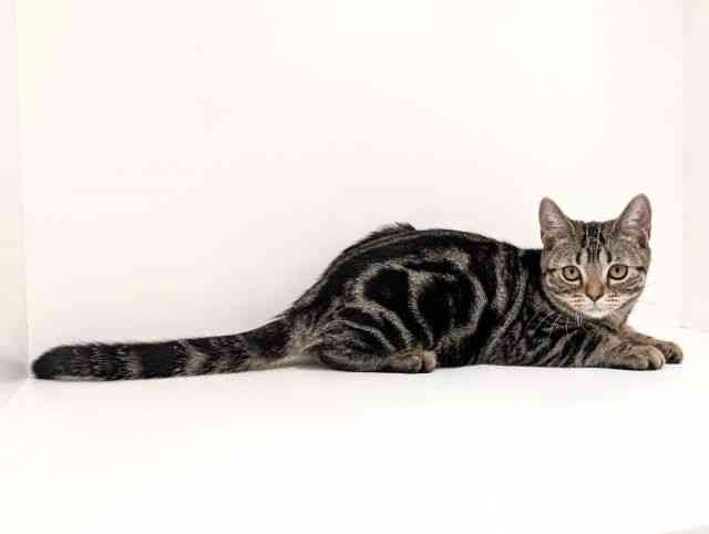 福岡県のアメリカンショートヘアー (ひごペットフレンドリーリバーウォーク北九州店/2025年7月11日生まれ/女の子/ブラウンタビー)の子猫の2枚目の画像