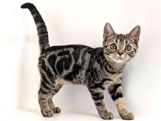 福岡県のアメリカンショートヘアー (ひごペットフレンドリーリバーウォーク北九州店/2025年7月11日生まれ/女の子/ブラウンタビー)の子猫の2枚目の画像