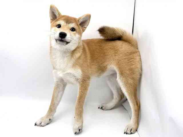 大阪府の柴犬(標準サイズ) (ひごペットフレンドリーみのおキューズモール店/2025年7月12日生まれ/女の子/赤)の子犬の2枚目の画像