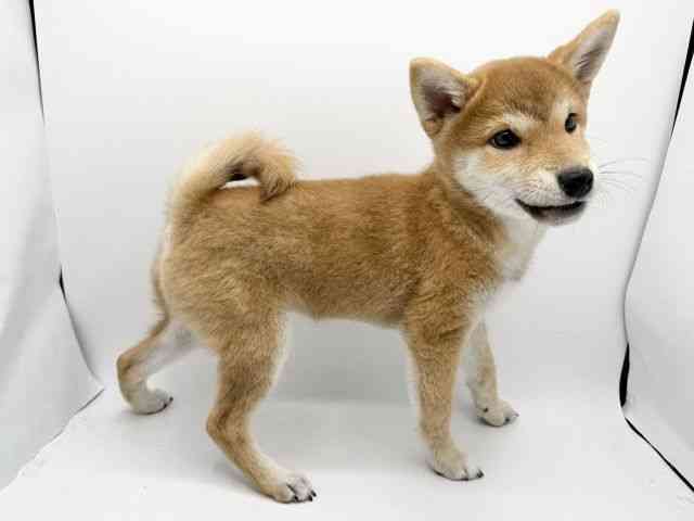 大阪府の柴犬(標準サイズ) (ひごペットフレンドリーみのおキューズモール店/2025年7月12日生まれ/女の子/赤)の子犬の2枚目の画像