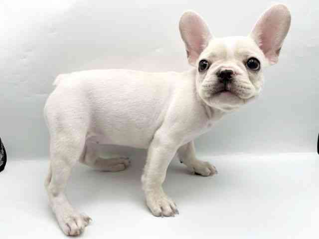 奈良県のフレンチブルドッグ (ひごペットフレンドリートナリエ大和高田店/2025年7月13日生まれ/女の子/クリーム)の子犬の2枚目の画像