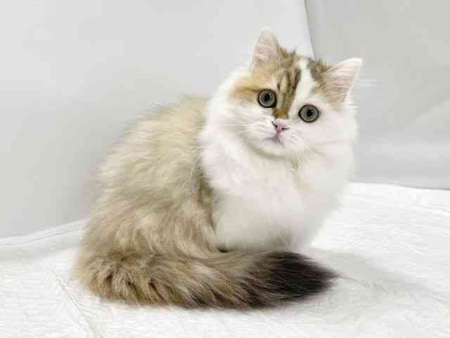高知県のミヌエット (ひごペットフレンドリーイオンモール高知店/2025年7月6日生まれ/女の子/ブラウンタビーホワイト)の子猫の2枚目の画像