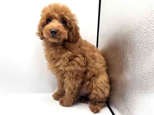 京都府のトイプードル(トイ) (ひごペットフレンドリーイオンモール高の原店/2025年7月13日生まれ/男の子/レッド)の子犬の2枚目の画像