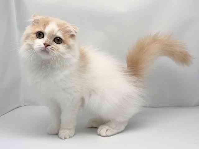 京都府のスコティッシュフォールド (ひごペットフレンドリー洛北阪急スクエア店/2025年7月12日生まれ/男の子/クリームホワイト)の子猫の2枚目の画像