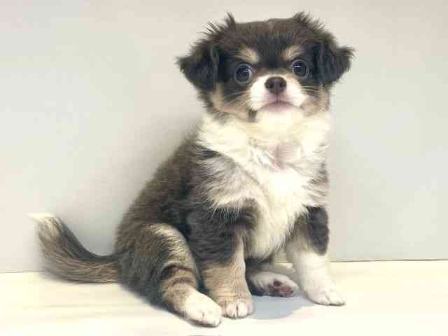 大阪府のチワワ(ロング) (ひごペットフレンドリーセブンパーク天美店/2025年7月12日生まれ/女の子/ブルータンホワイト)の子犬の2枚目の画像