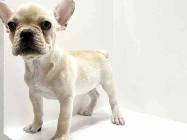 愛知県のフレンチブルドッグ (ひごペットフレンドリーららぽーと名古屋みなとアクルス店/2025年7月11日生まれ/男の子/クリーム)の子犬の2枚目の画像