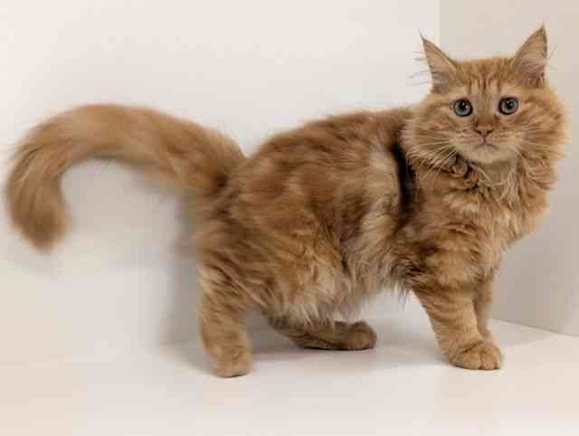 福岡県のメインクーン (ひごペットフレンドリーリバーウォーク北九州店/2025年7月13日生まれ/女の子/レッドタビー)の子猫の2枚目の画像