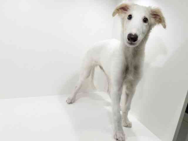 兵庫県のボルゾイ (ひごペットフレンドリーブルメールHAT神戸店/2025年7月11日生まれ/男の子/ホワイト)の子犬の2枚目の画像