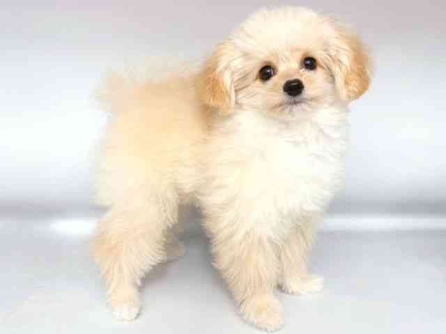 大阪府のハーフ犬・ミックス犬 (ひごペットフレンドリー岸和田店/2025年7月11日生まれ/女の子/クリーム)の子犬の2枚目の画像