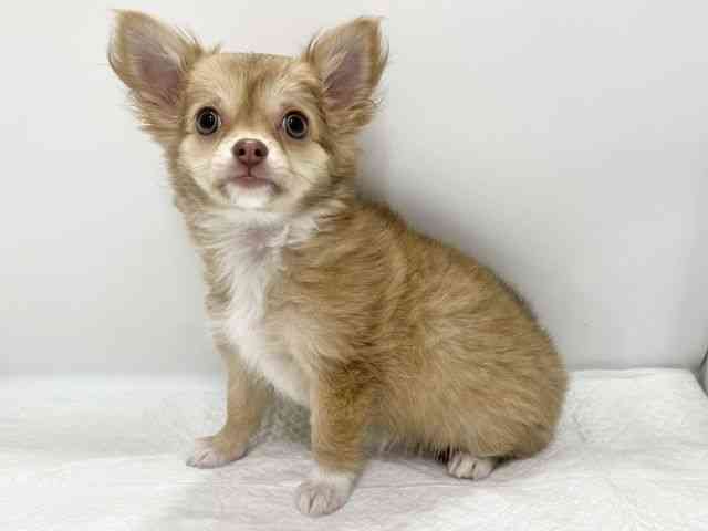 高知県のチワワ(ロング) (ひごペットフレンドリーイオンモール高知店/2025年7月13日生まれ/女の子/チョコレートフォーンホワイト)の子犬の2枚目の画像