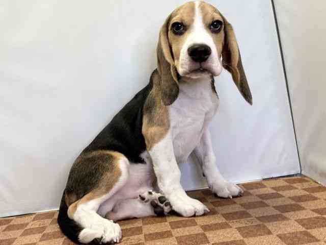 愛媛県のビーグル (ひごペットフレンドリーエミフルMASAKI店/2025年7月13日生まれ/男の子/ブラックタンホワイト)の子犬の2枚目の画像