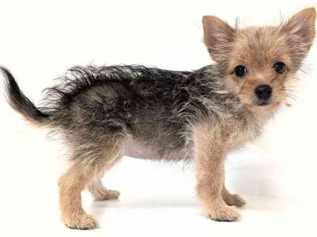 大阪府のポメキー(ポメラニアン×ヨークシャーテリア) (ひごペットフレンドリー岸和田店/2025年7月13日生まれ/女の子/ウルフセーブル)の子犬の2枚目の画像