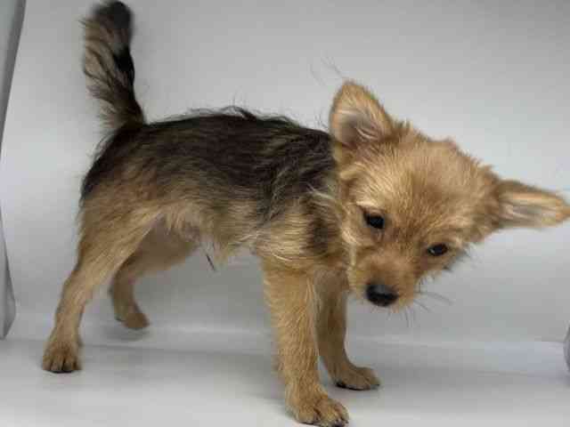 徳島県のポメキー(ポメラニアン×ヨークシャーテリア) (ひごペットフレンドリーゆめタウン徳島店/2025年7月13日生まれ/男の子/ウルフセーブル)の子犬の2枚目の画像