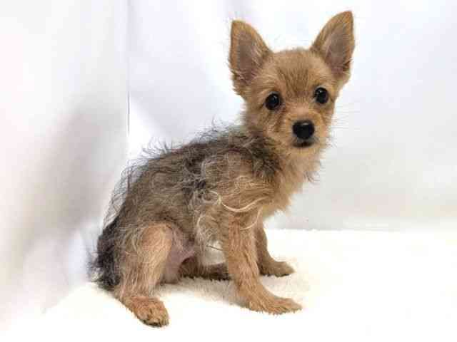 広島県のポメキー(ポメラニアン×ヨークシャーテリア) (ひごペットフレンドリーゆめタウン廿日市店/2025年7月13日生まれ/男の子/ウルフセーブル)の子犬の2枚目の画像