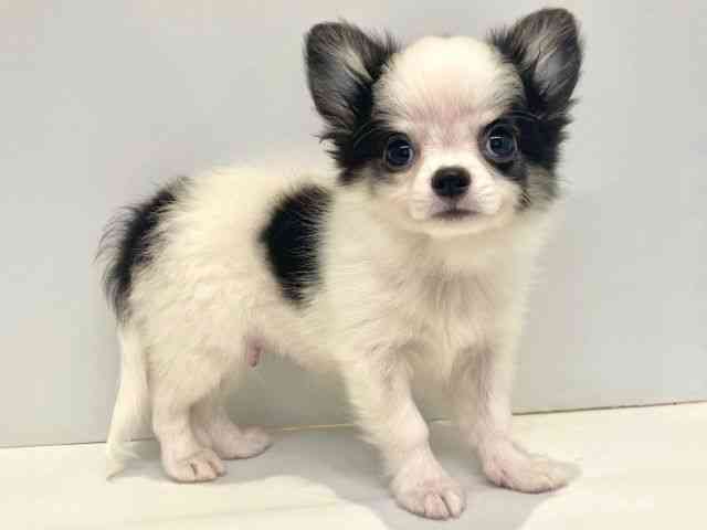 大阪府のチワワ(ロング) (ひごペットフレンドリーセブンパーク天美店/2025年7月12日生まれ/男の子/ホワイトブラック)の子犬の2枚目の画像