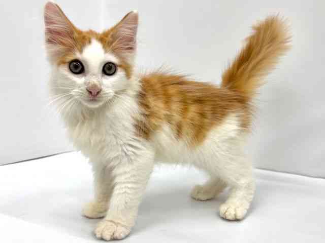 大阪府のノルウェージャンフォレストキャット (ひごペットフレンドリーイオンタウン茨木太田店/2025年7月13日生まれ/男の子/レッドタビーホワイト)の子猫の2枚目の画像