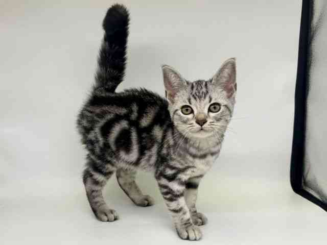 大阪府のアメリカンショートヘアー (ひごペットフレンドリー瓜破店/2025年7月11日生まれ/男の子/シルバータビー)の子猫の2枚目の画像