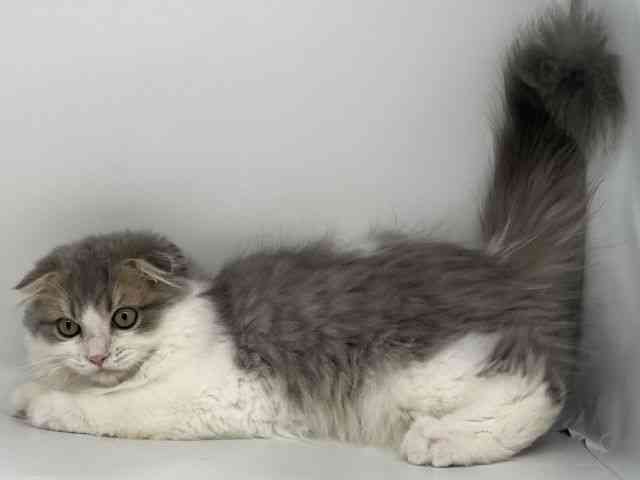 徳島県のスコティッシュフォールド (ひごペットフレンドリーゆめタウン徳島店/2025年7月2日生まれ/男の子/ブルータビーホワイト)の子猫の2枚目の画像