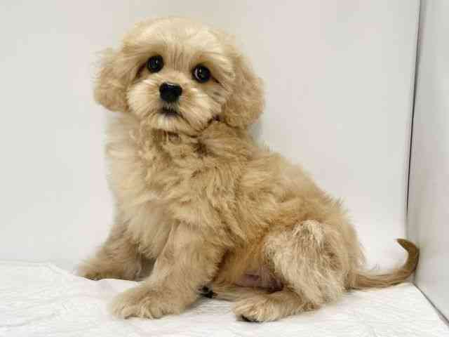 高知県のハーフ犬・ミックス犬 (ひごペットフレンドリーイオンモール高知店/2025年7月11日生まれ/男の子/アプリコット)の子犬の2枚目の画像