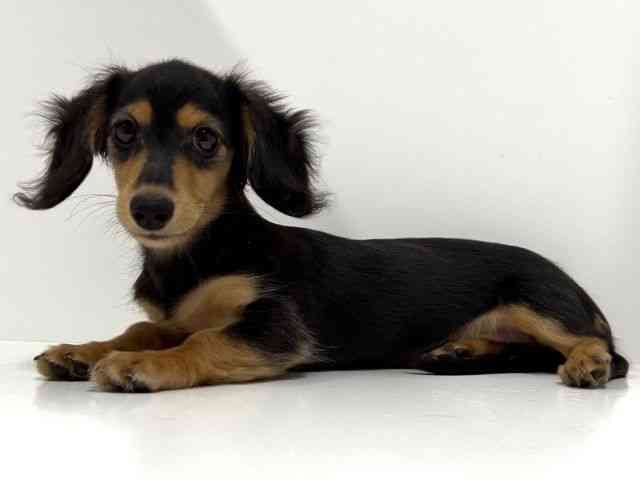 奈良県のミニチュアダックスフンド(ロング) (ひごペットフレンドリーイオンモール橿原ウエスト・ビレッジ店/2025年7月13日生まれ/女の子/ブラックタン)の子犬の2枚目の画像