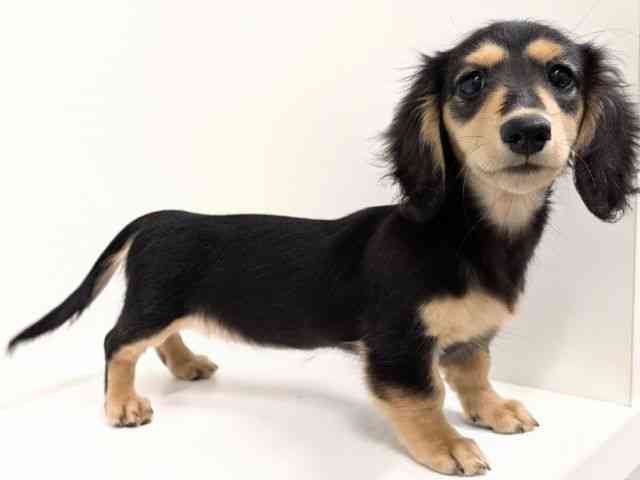 福岡県のミニチュアダックスフンド(ロング) (ひごペットフレンドリーリバーウォーク北九州店/2025年7月13日生まれ/女の子/ブラックタン)の子犬の2枚目の画像