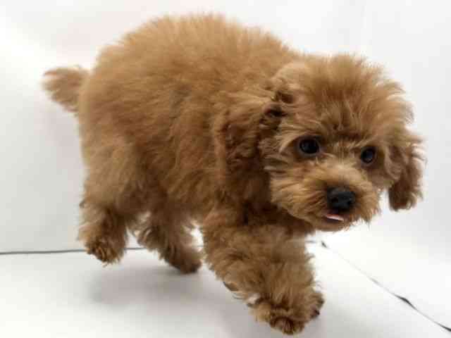 兵庫県のトイプードル(トイ) (ひごペットフレンドリークラウンパーク伊丹店/2025年7月14日生まれ/男の子/レッド)の子犬の2枚目の画像