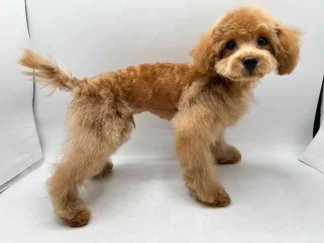 奈良県のトイプードル(トイ) (ひごペットフレンドリー田原本店/2025年7月13日生まれ/男の子/レッド)の子犬の2枚目の画像