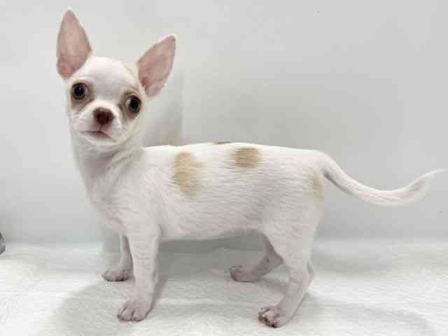 高知県のチワワ(スムース) (ひごペットフレンドリーイオンモール高知店/2025年7月13日生まれ/女の子/ホワイトレッド)の子犬の2枚目の画像