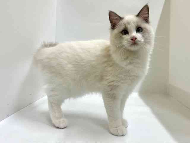 大阪府のラグドール (ひごペットフレンドリーアクロスプラザ住之江店/2025年7月6日生まれ/女の子/ブルーポイントバイカラー)の子猫の2枚目の画像