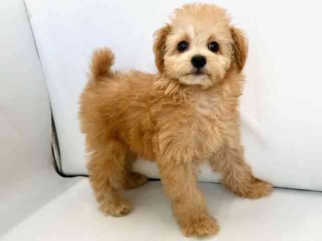 京都府のトイプードル(トイ) (ひごペットフレンドリー京都店/2025年7月8日生まれ/女の子/アプリコット)の子犬の2枚目の画像