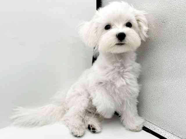 奈良県のマルプー(マルチーズ×プードル) (ひごペットフレンドリートナリエ大和高田店/2025年7月2日生まれ/男の子/ホワイト)の子犬の2枚目の画像